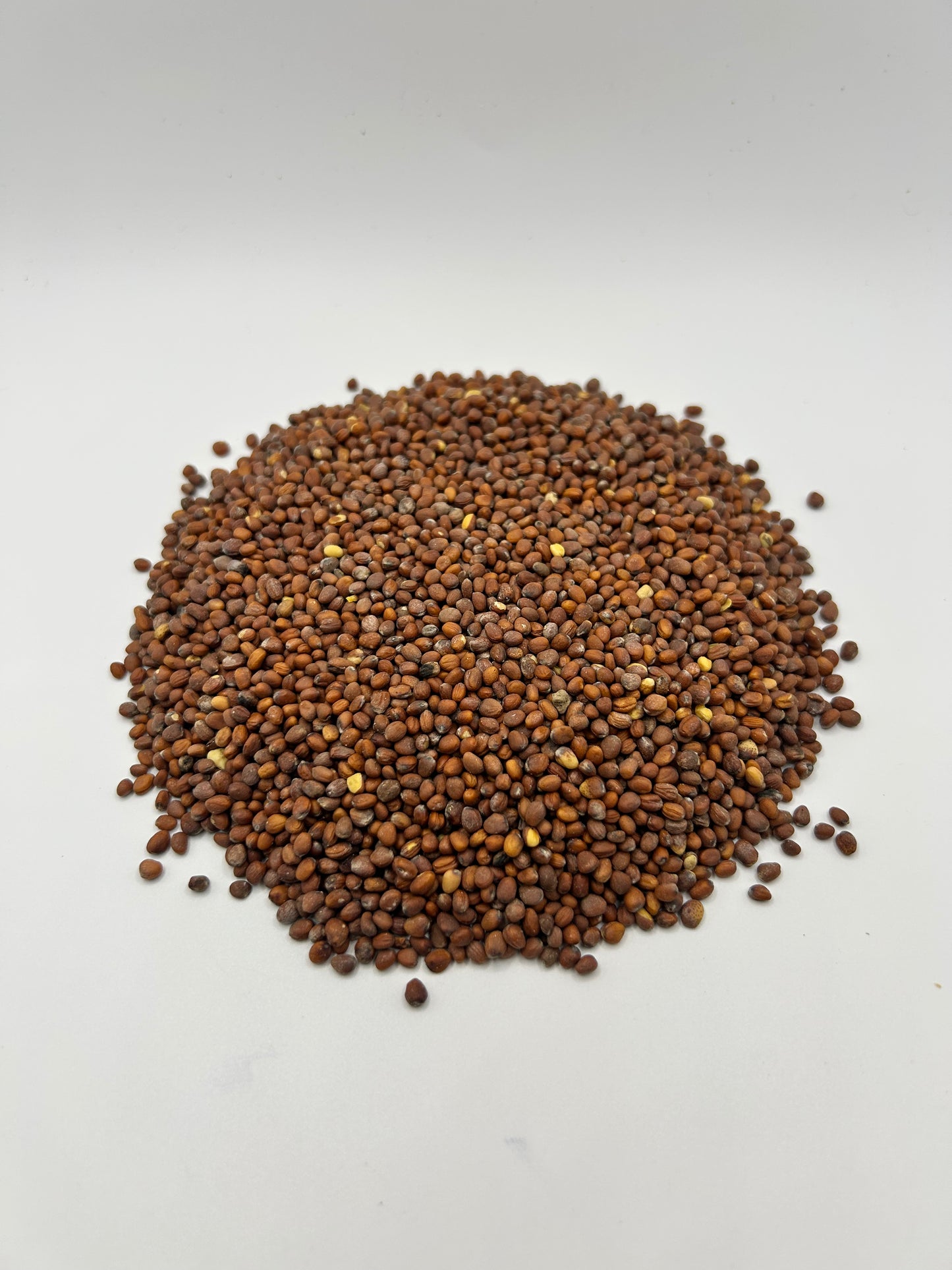 Daikon Radish Brassica