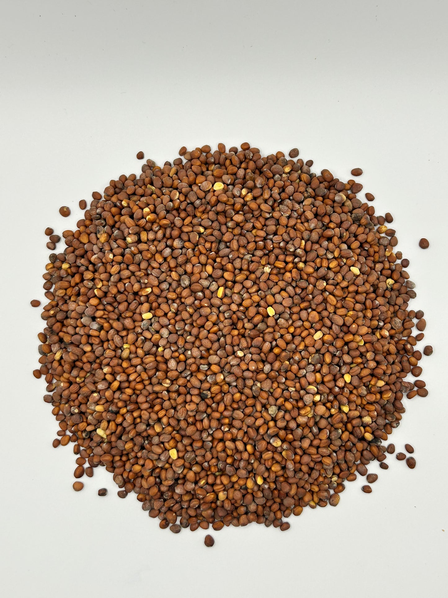 Daikon Radish Brassica Seeds