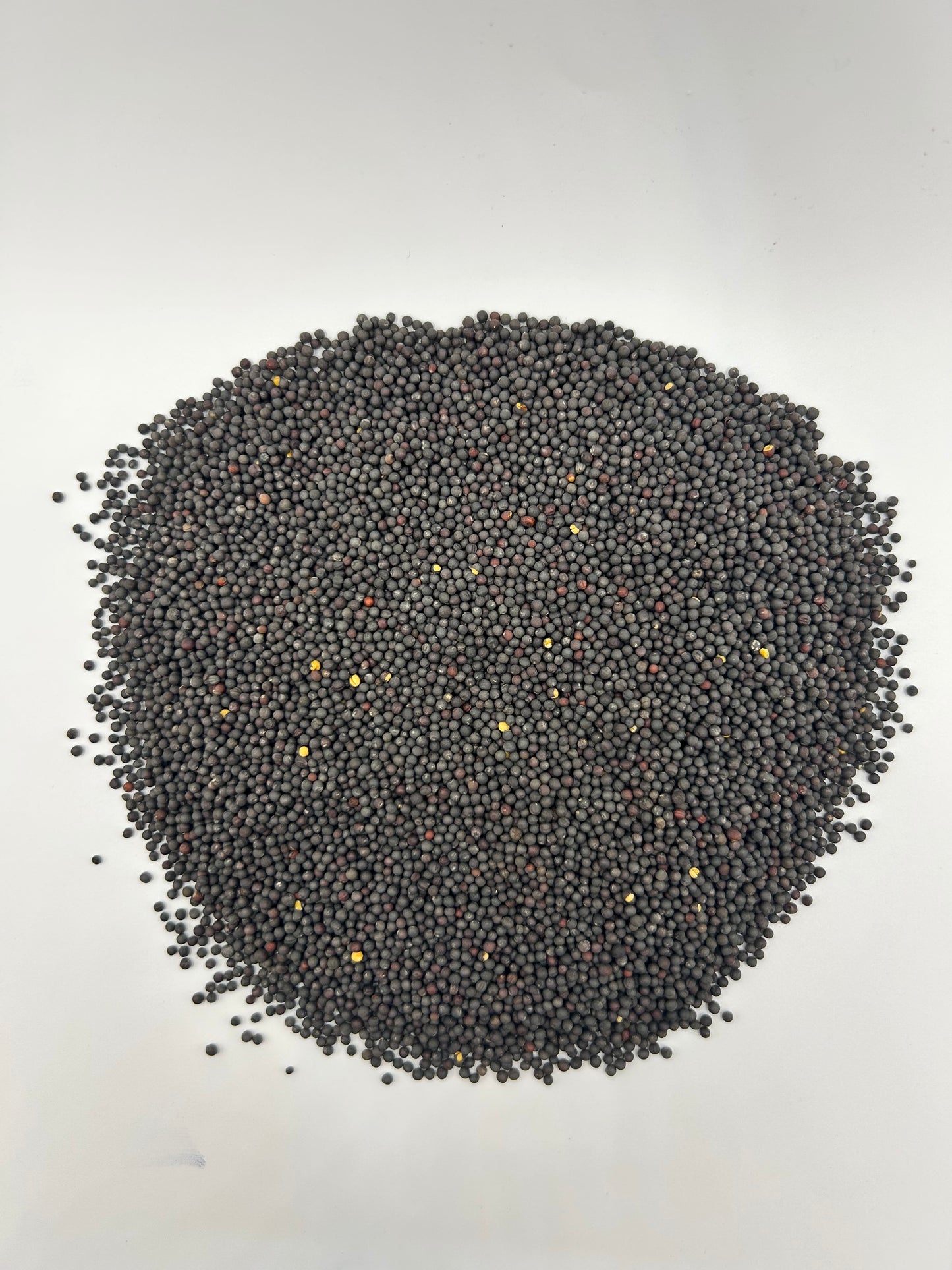 Dwarf Siberian Kale – Raw Seed