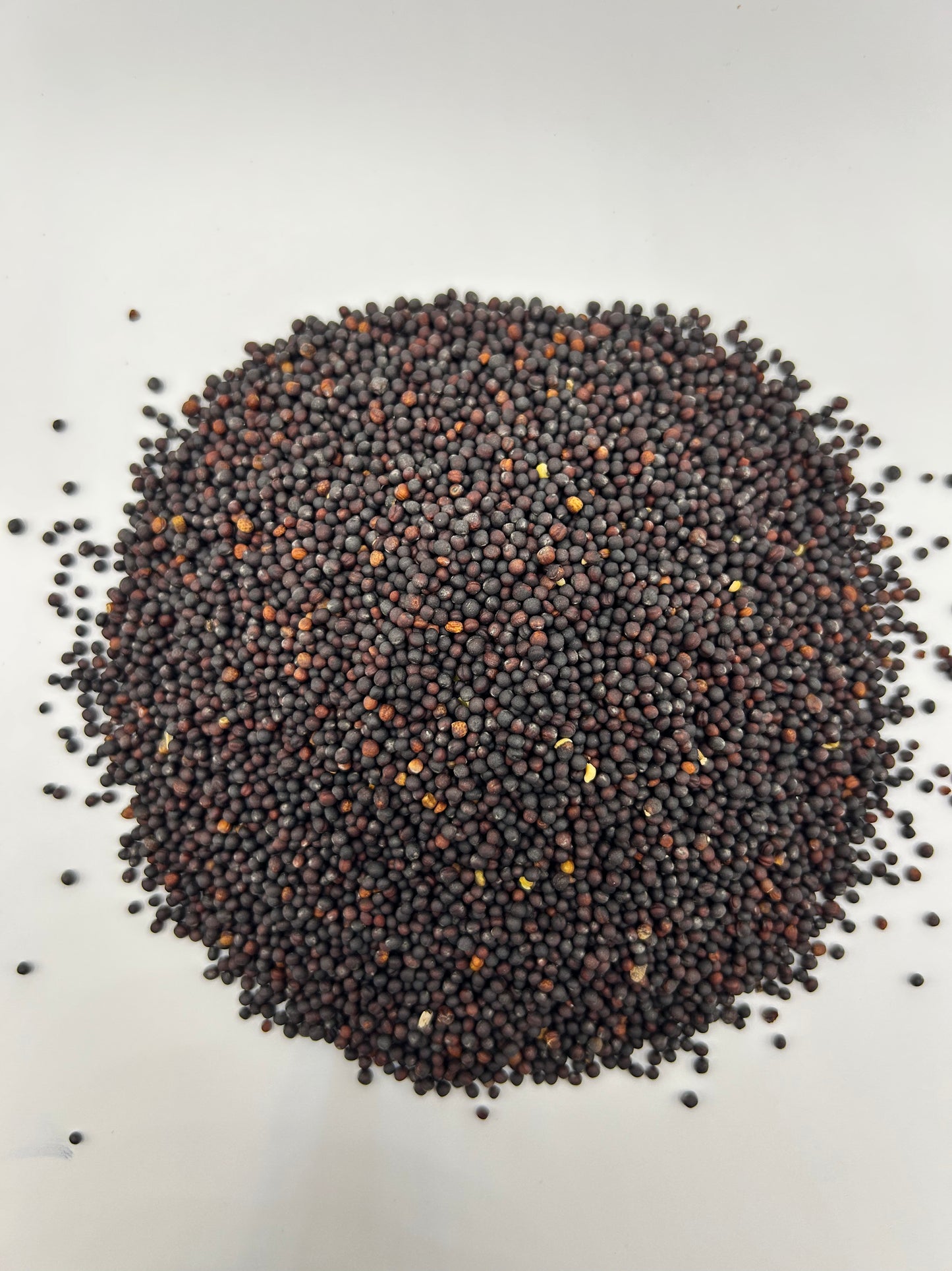 Trophy Winter Rape Seeds