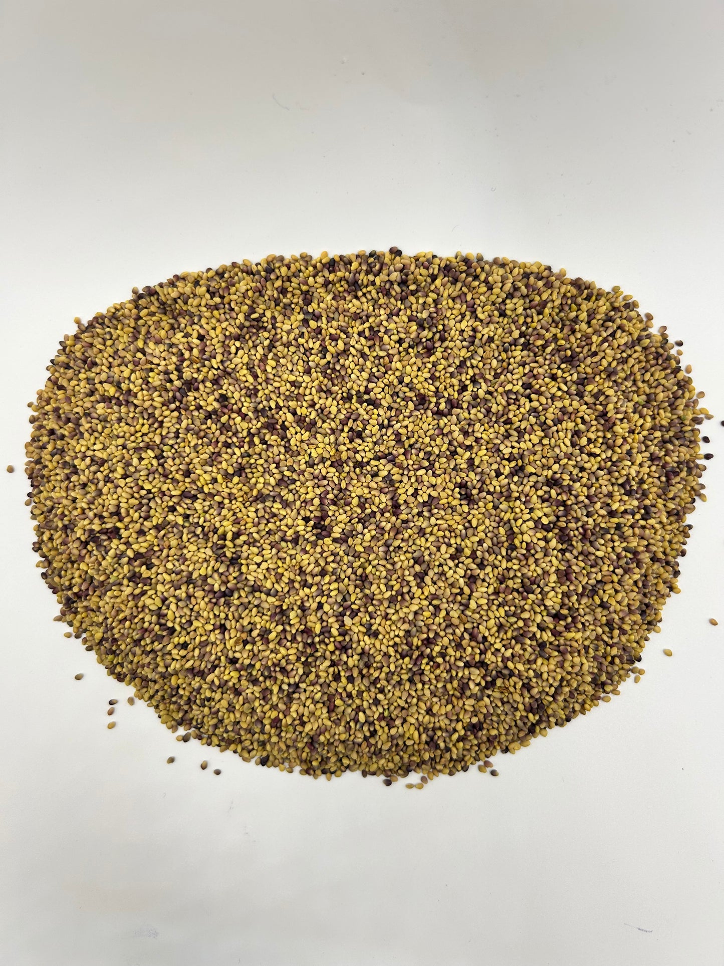 Medium Red Clover Seeds