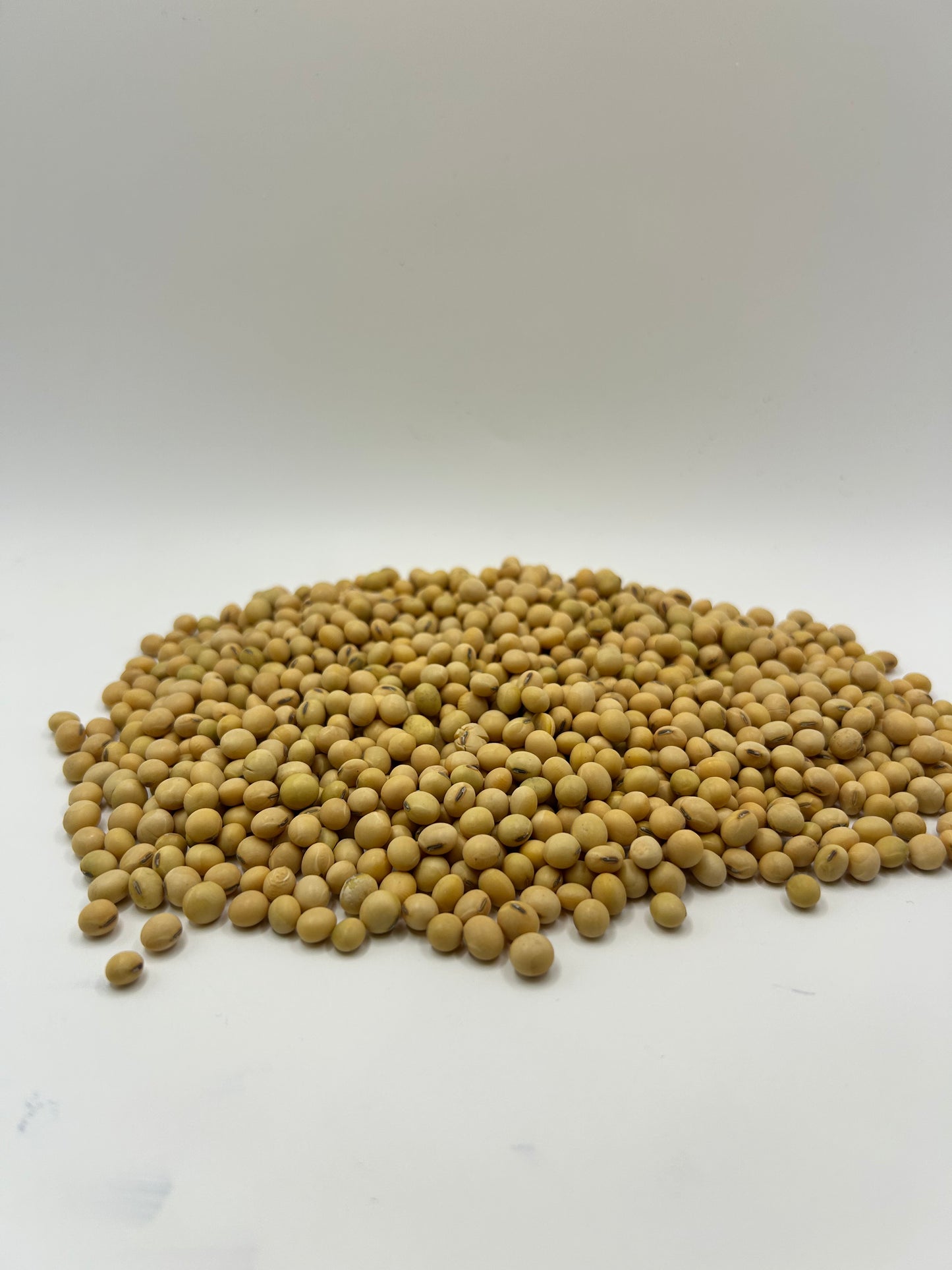 Eagle Large Lad Forage Soybean