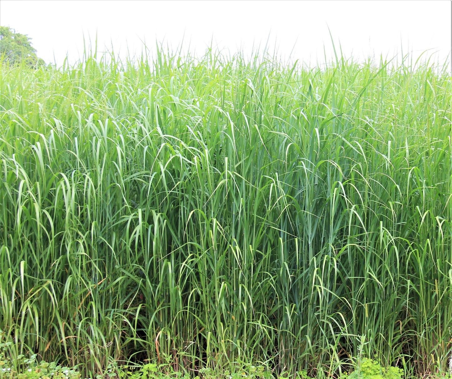 Switchgrass, RC Big Rock