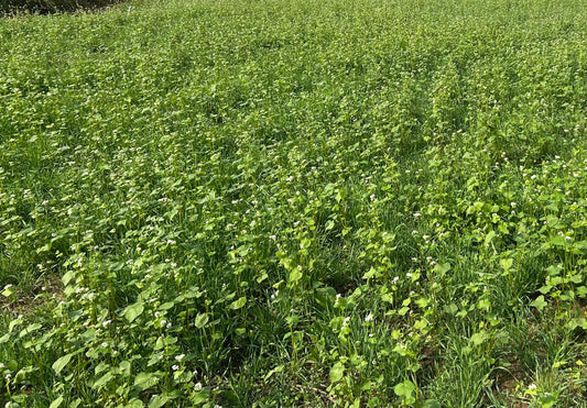 The Deer Diner Feast