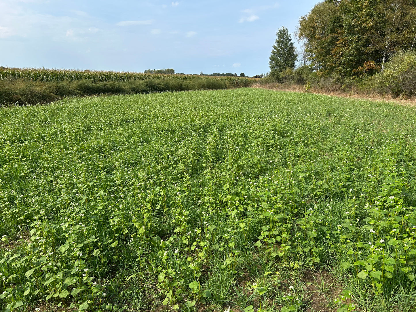 The Deer Diner Feast
