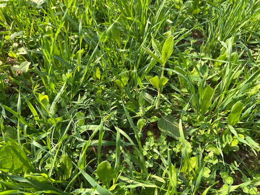 The Deer Diner Feast