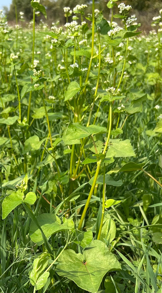 Buckwheat