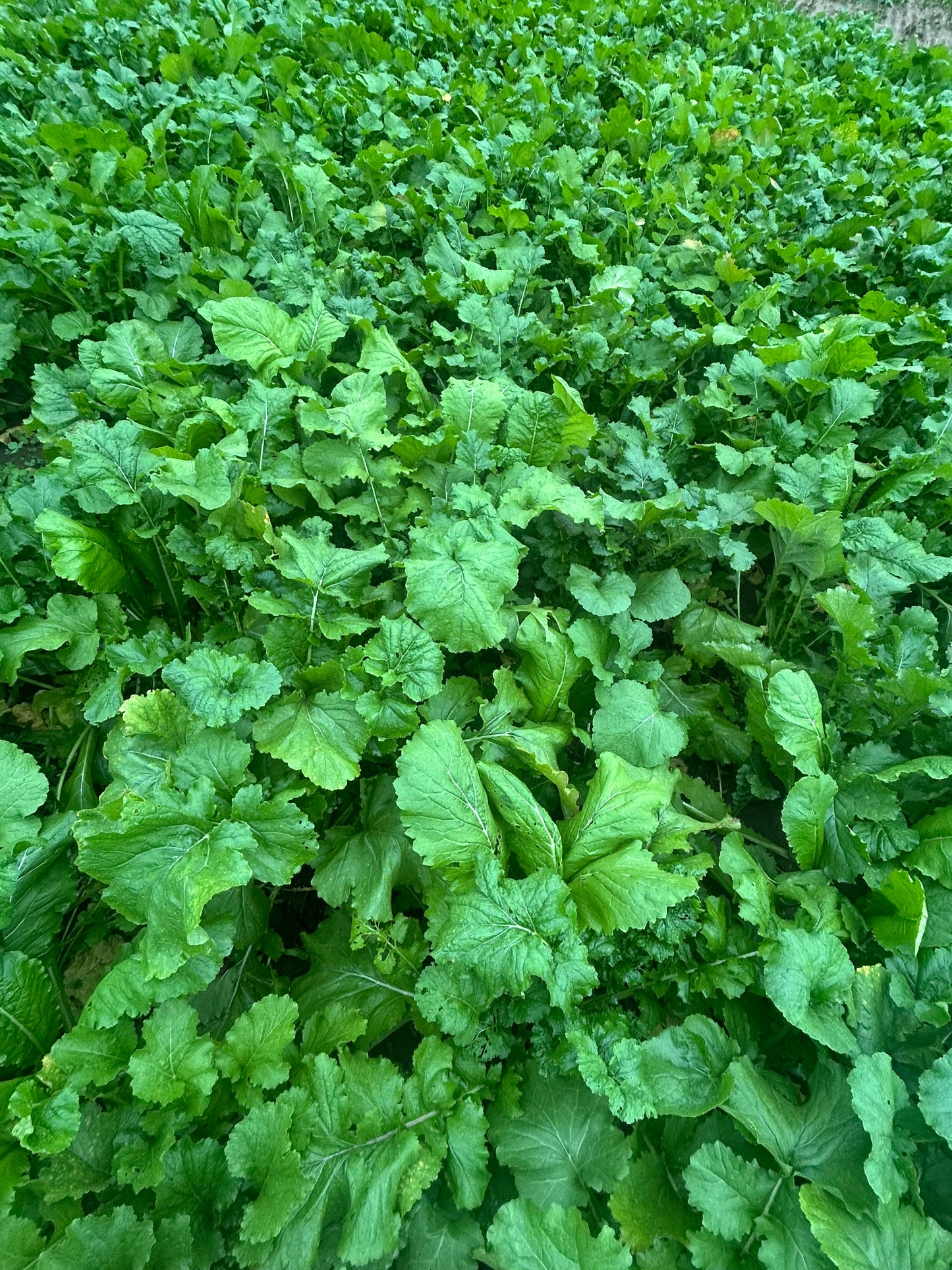 Ice Breaker Brassica Blend