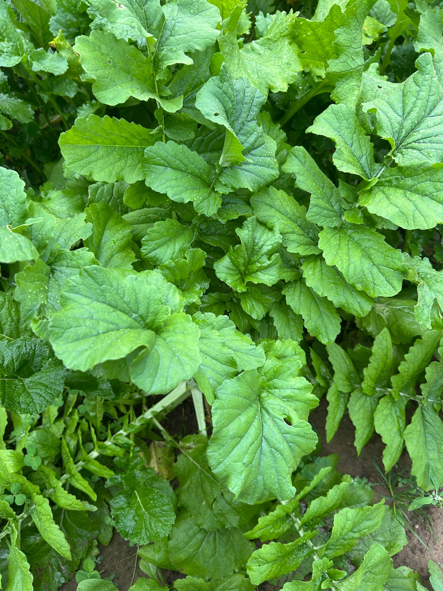 Daikon Radish Brassica