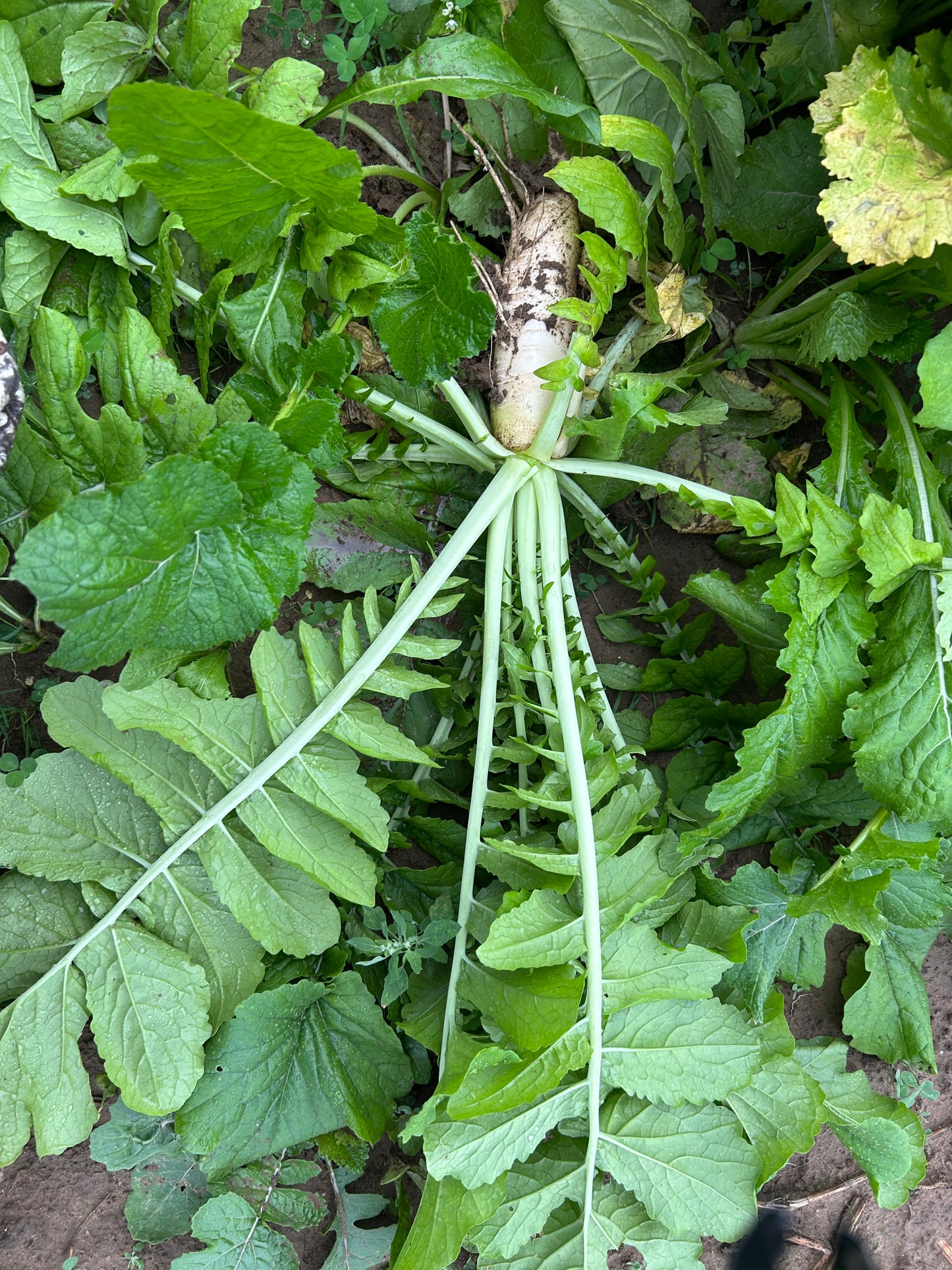Daikon Radish Brassica