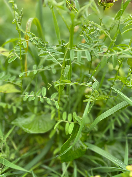 Hairy Vetch