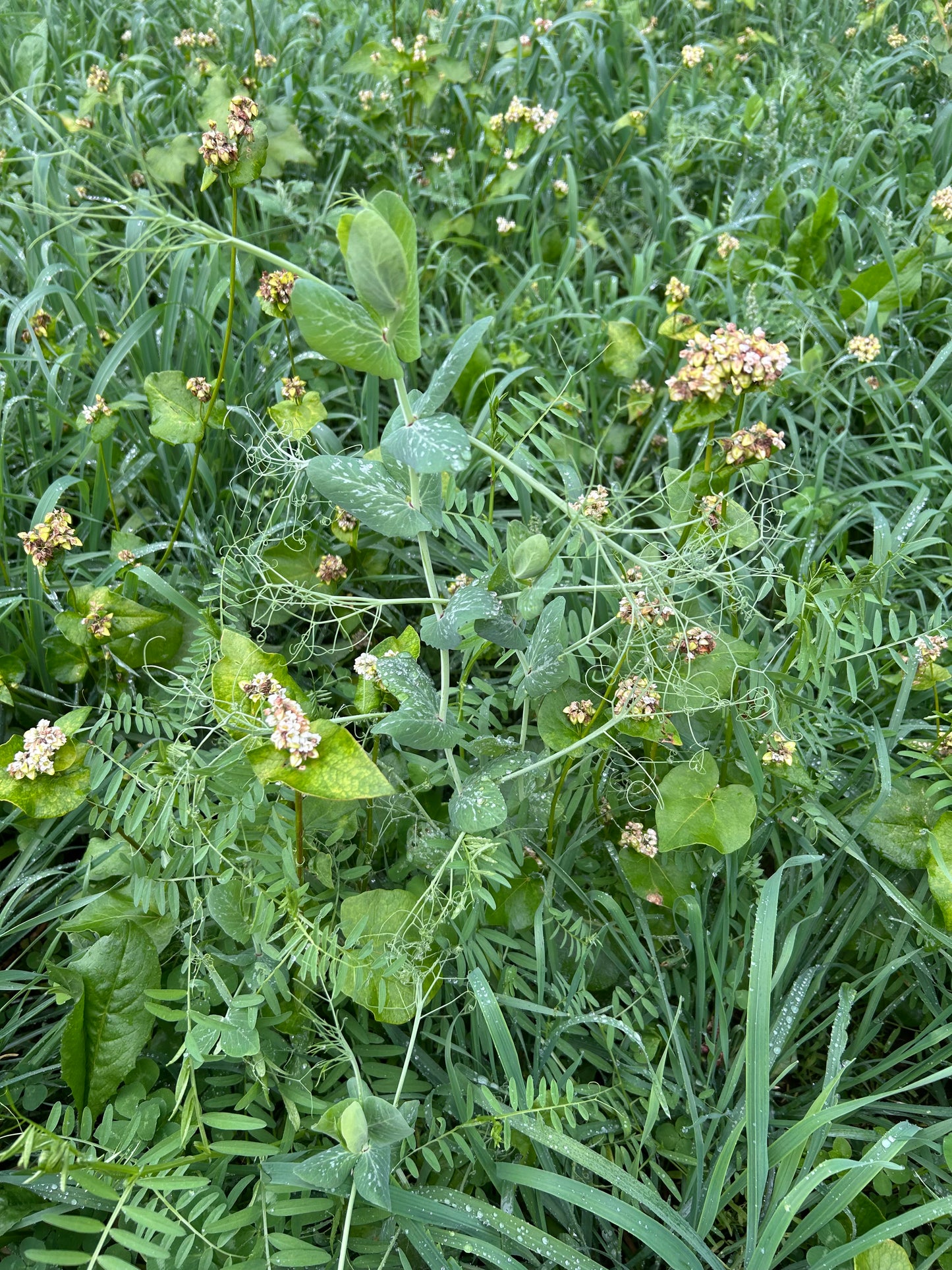 The Deer Diner Feast