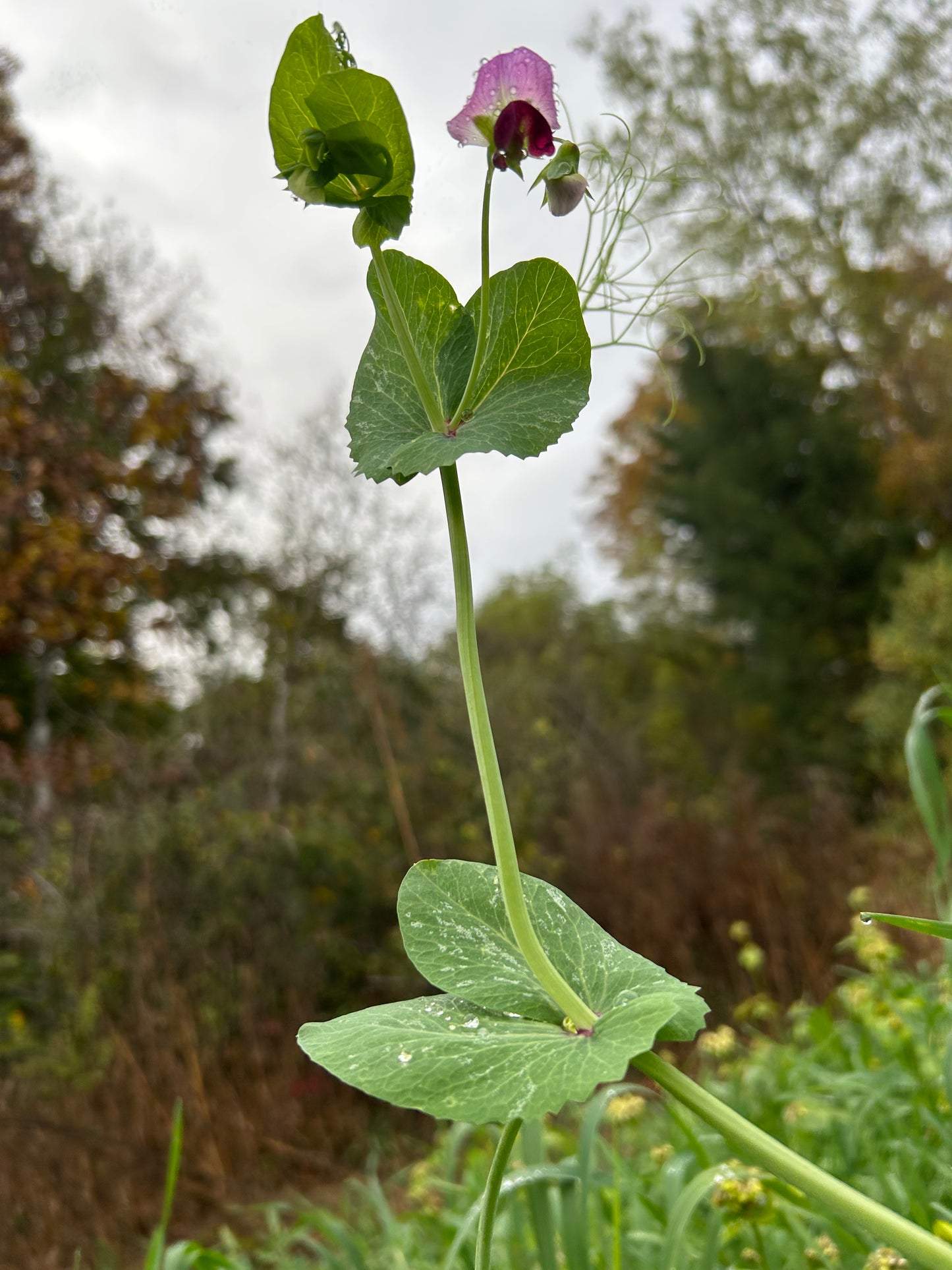 Austrian Winter Peas