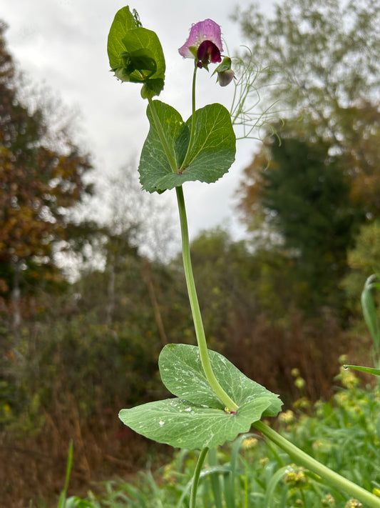 Austrian Winter Peas