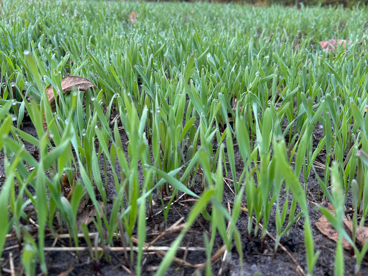 50 Rye Fall Rye Winter Field Rye – Salt River Seed Company