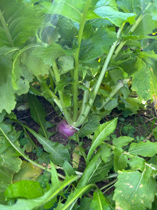 Purple Top Turnip