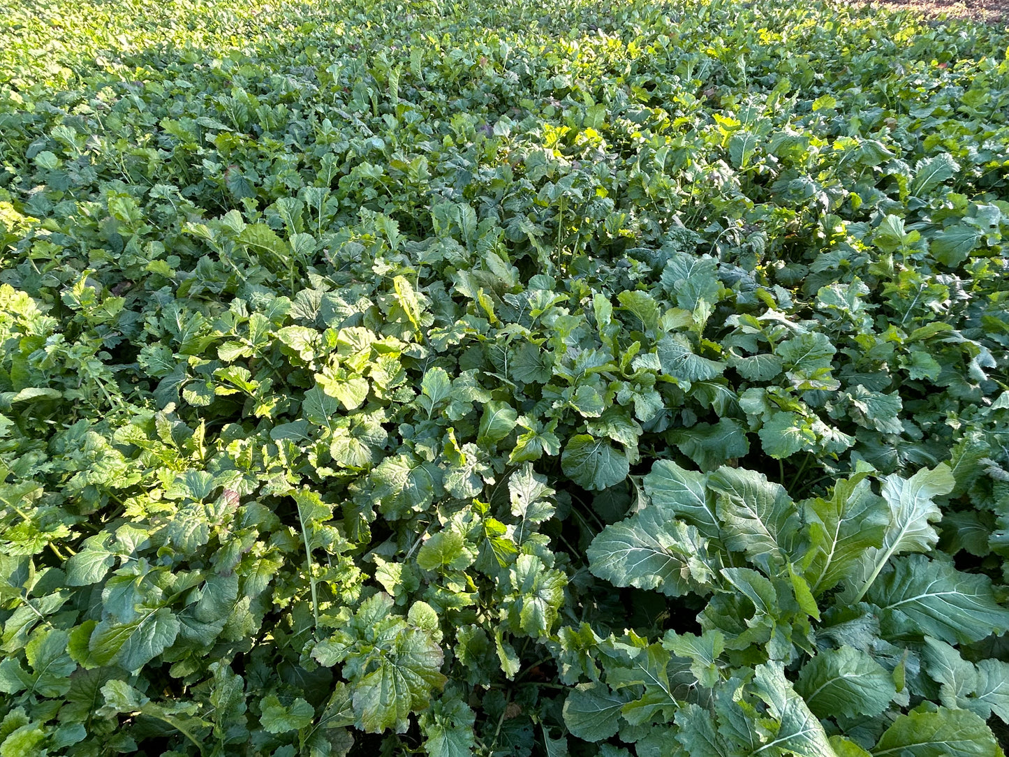 Heaven's Seven Brassica Blend