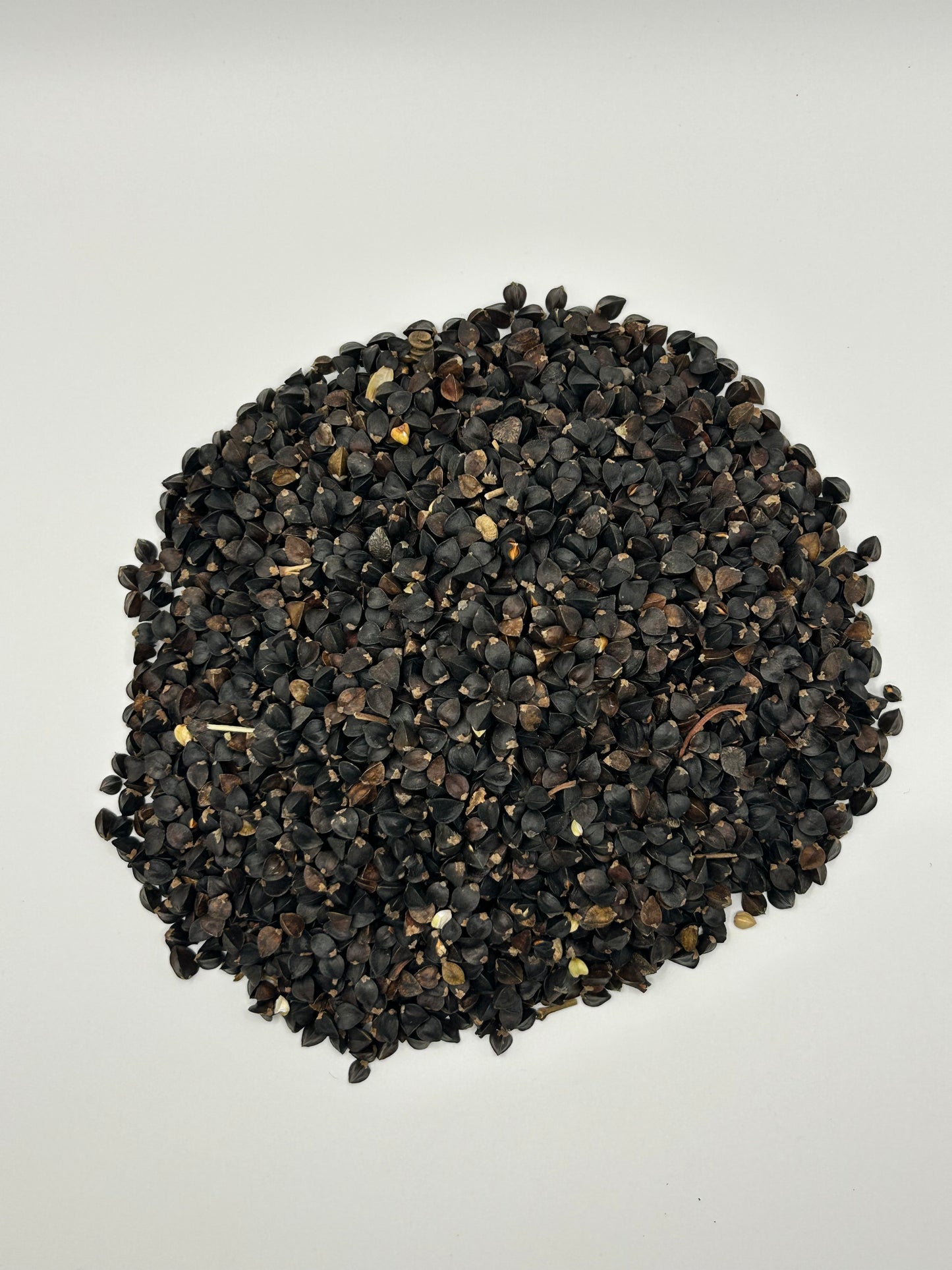 Koto Buckwheat Forage Seeds