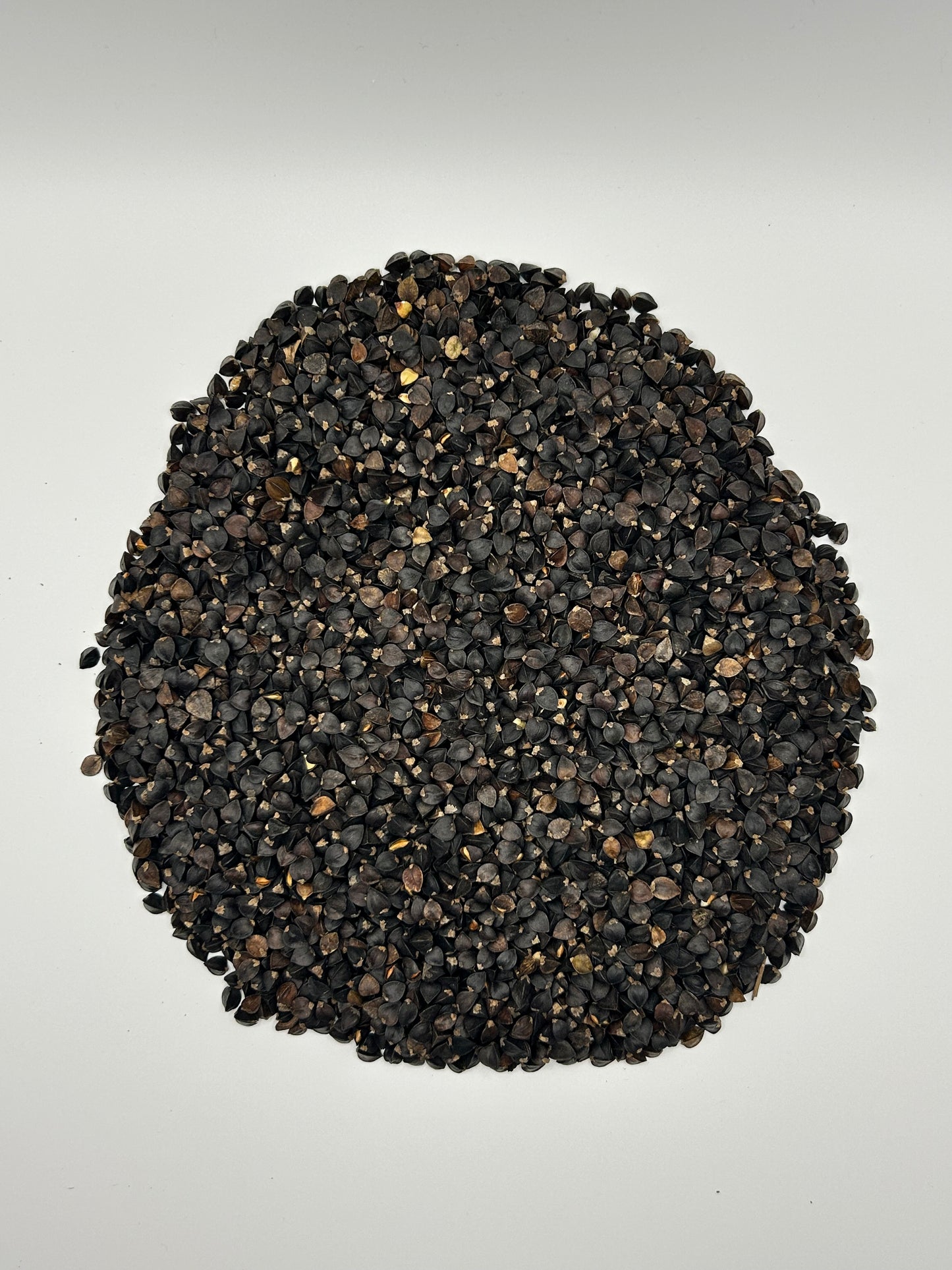 Koto Buckwheat Forage Seeds