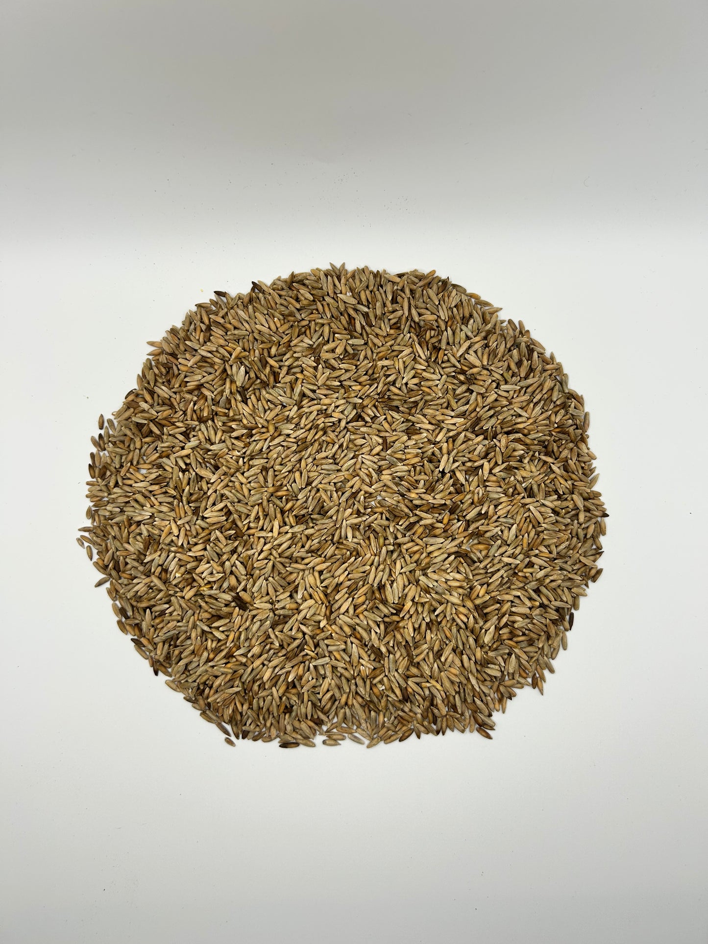 Raw Winter Field Rye Seeds