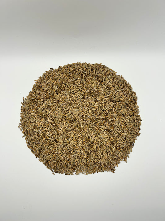 Raw Winter Field Rye Seeds