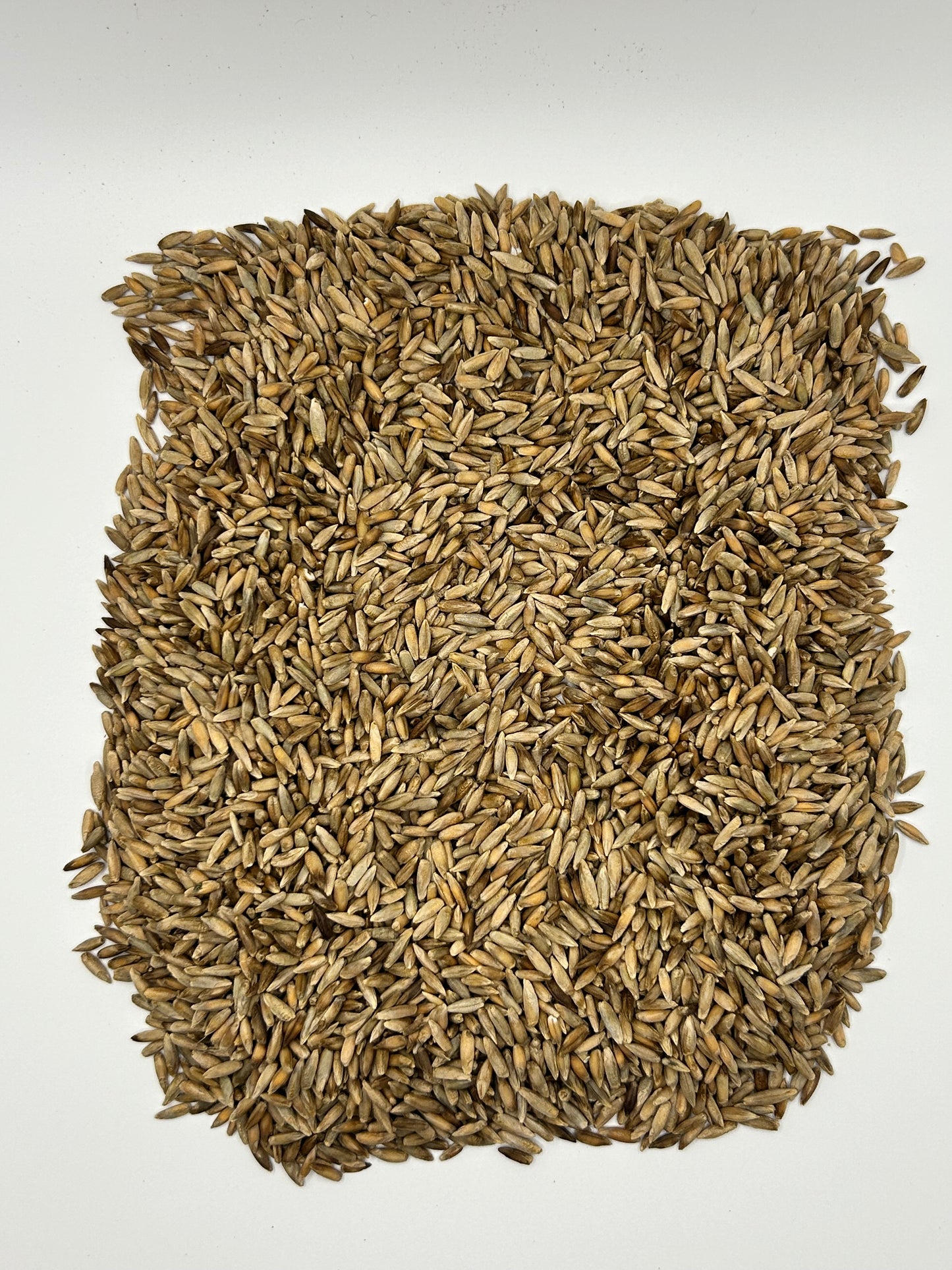 Raw Winter Field Rye Seeds