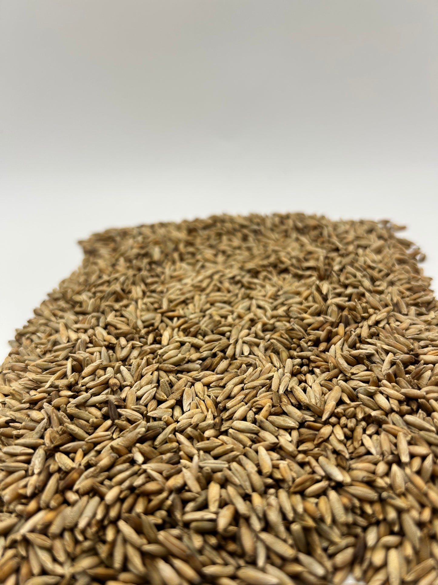 Raw Winter Field Rye Seeds