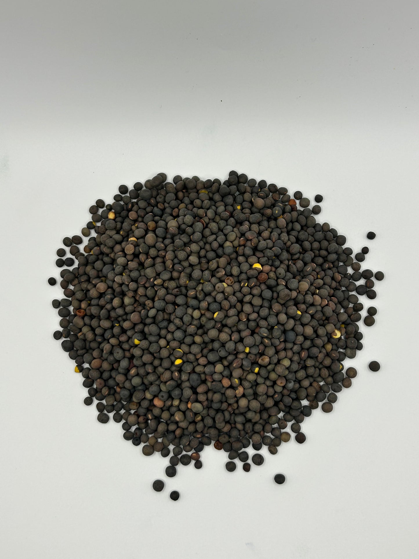Hairy Vetch - Legume & Cover Crop Seed