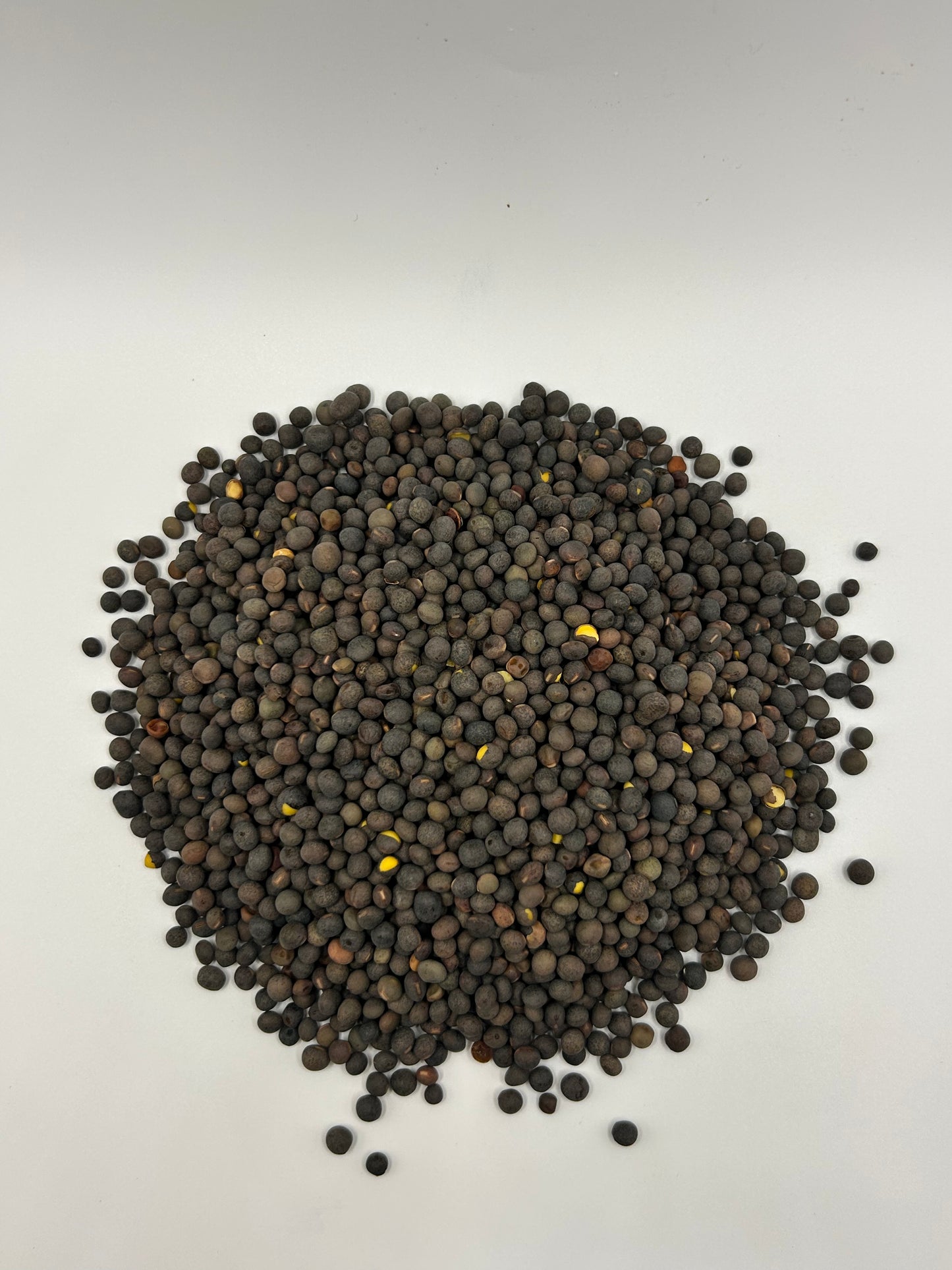 Hairy Vetch - Legume & Cover Crop Seed