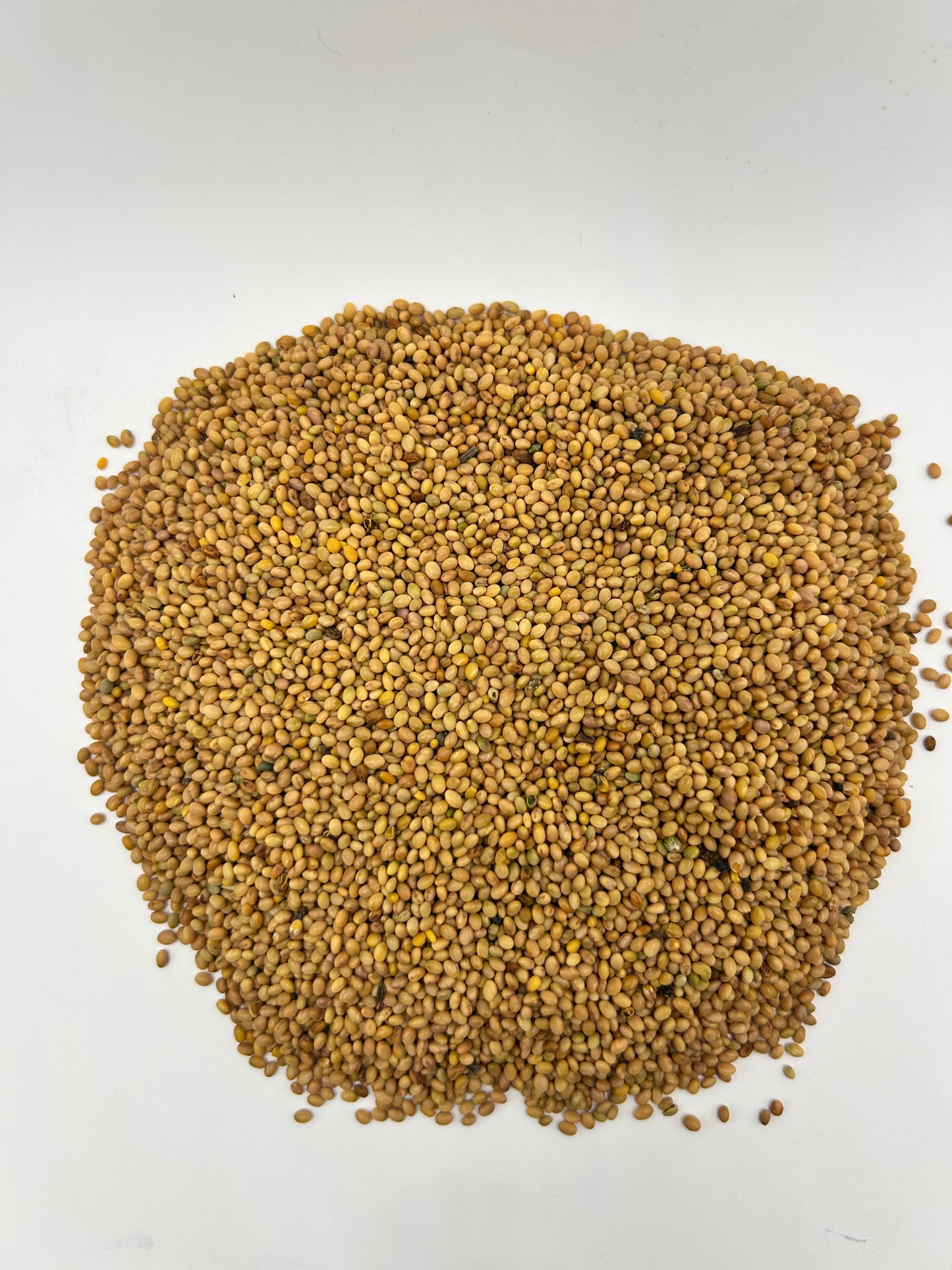 Dixie Crimson Clover – Legume Clover