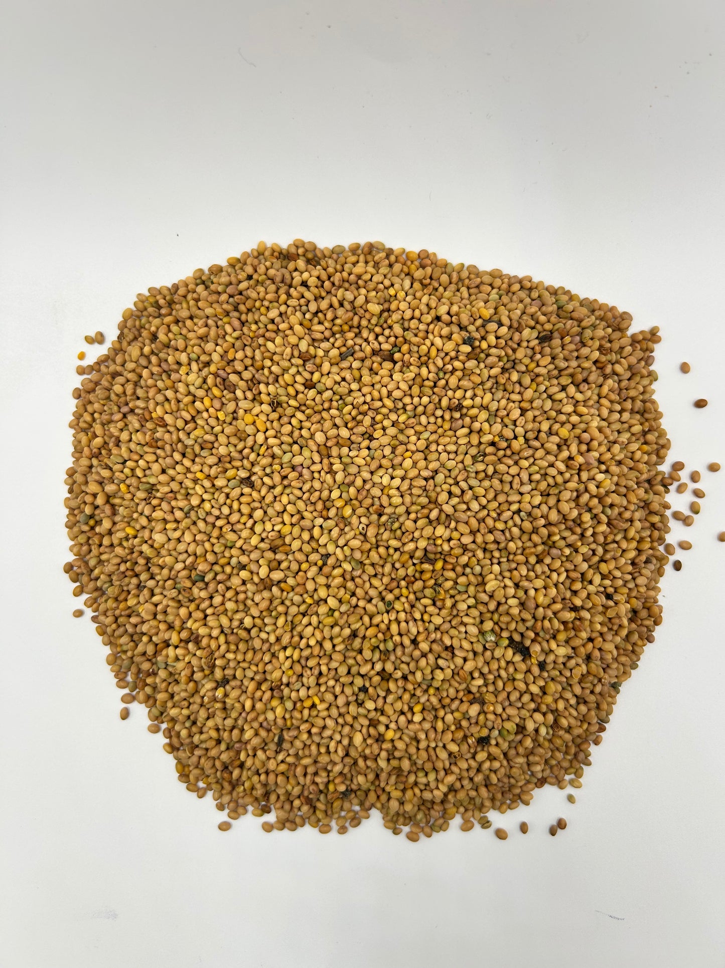 Dixie Crimson Clover – Legume Clover