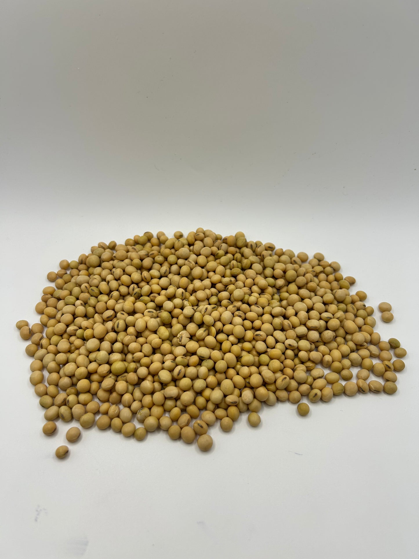 Eagle Large Lad Forage Soybean