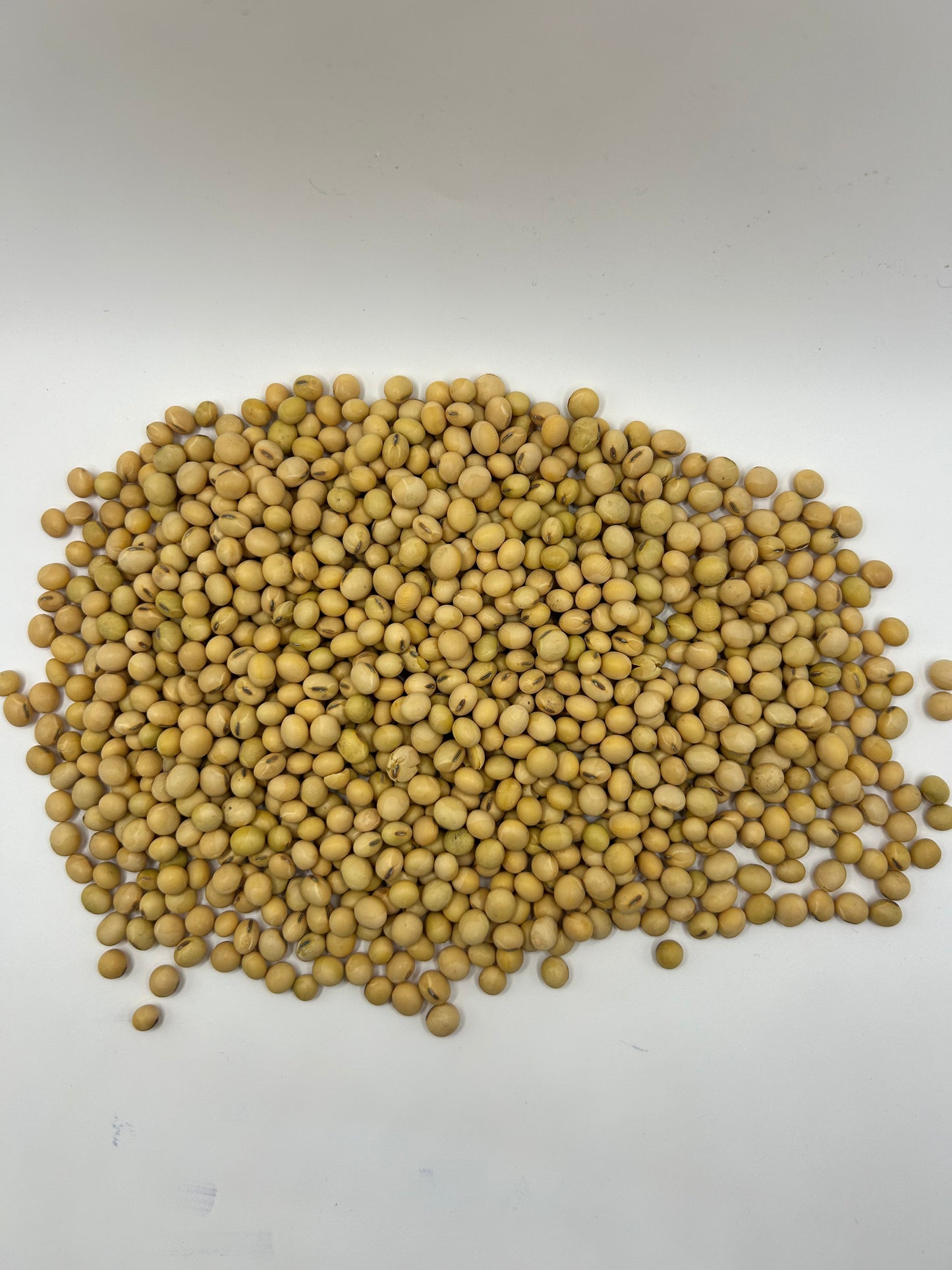 Eagle Large Lad Forage Soybean