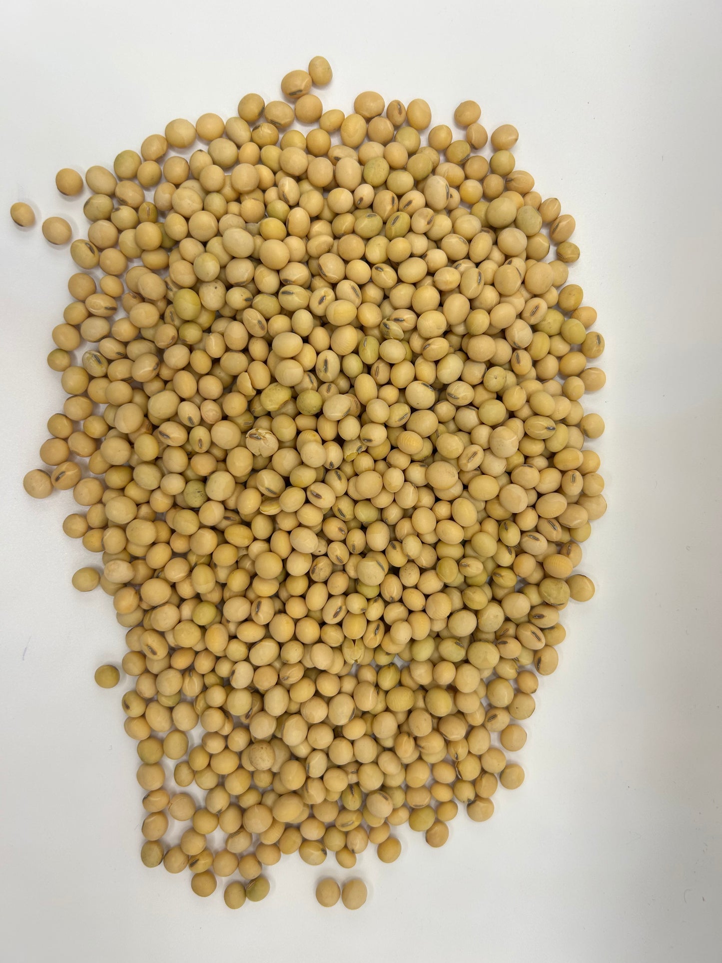 Eagle Large Lad Forage Soybean