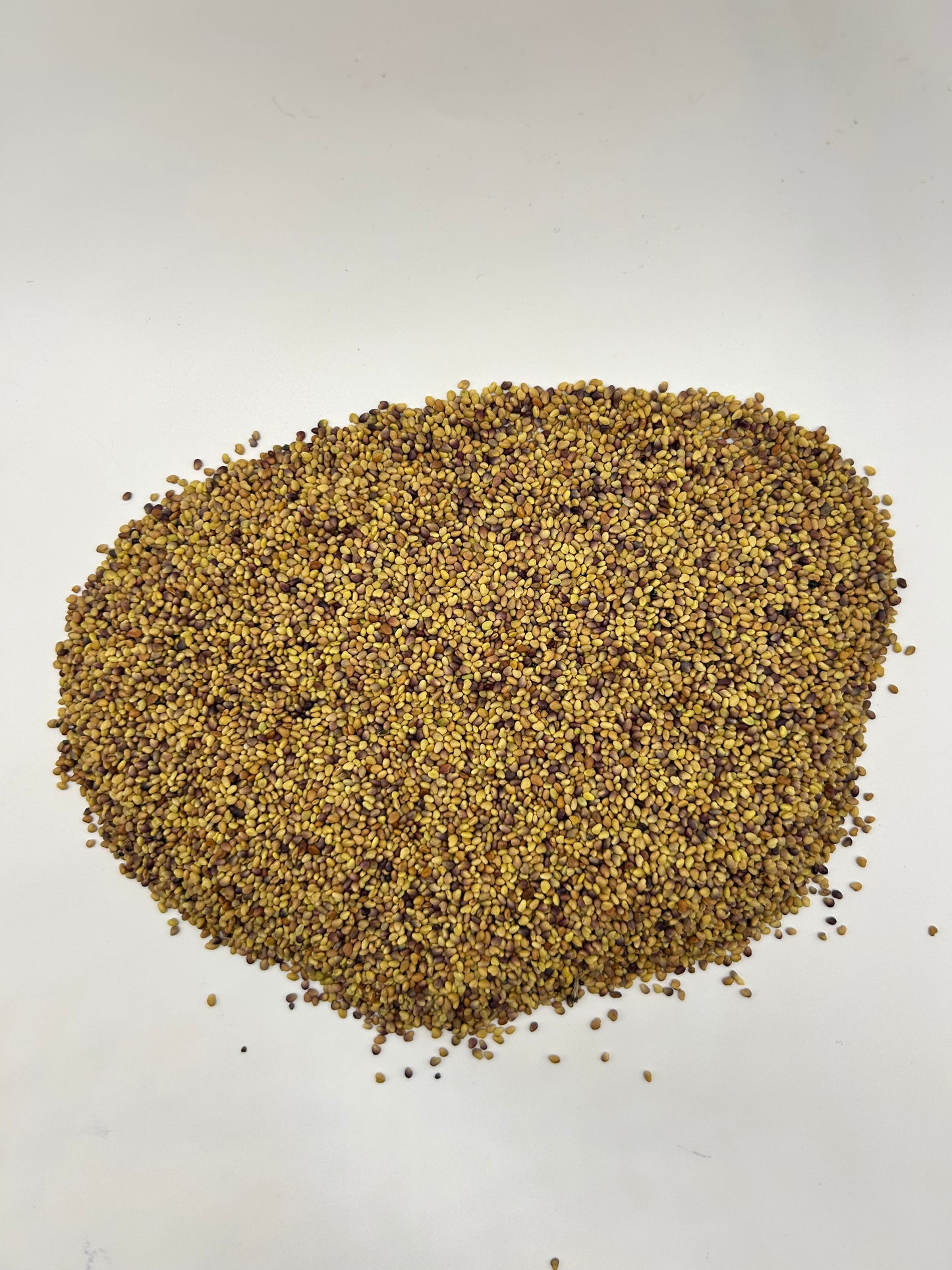 Canadian Mammoth Red Clover