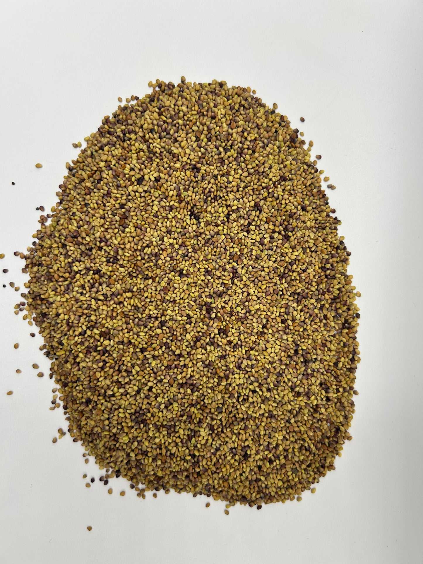 Canadian Mammoth Red Clover