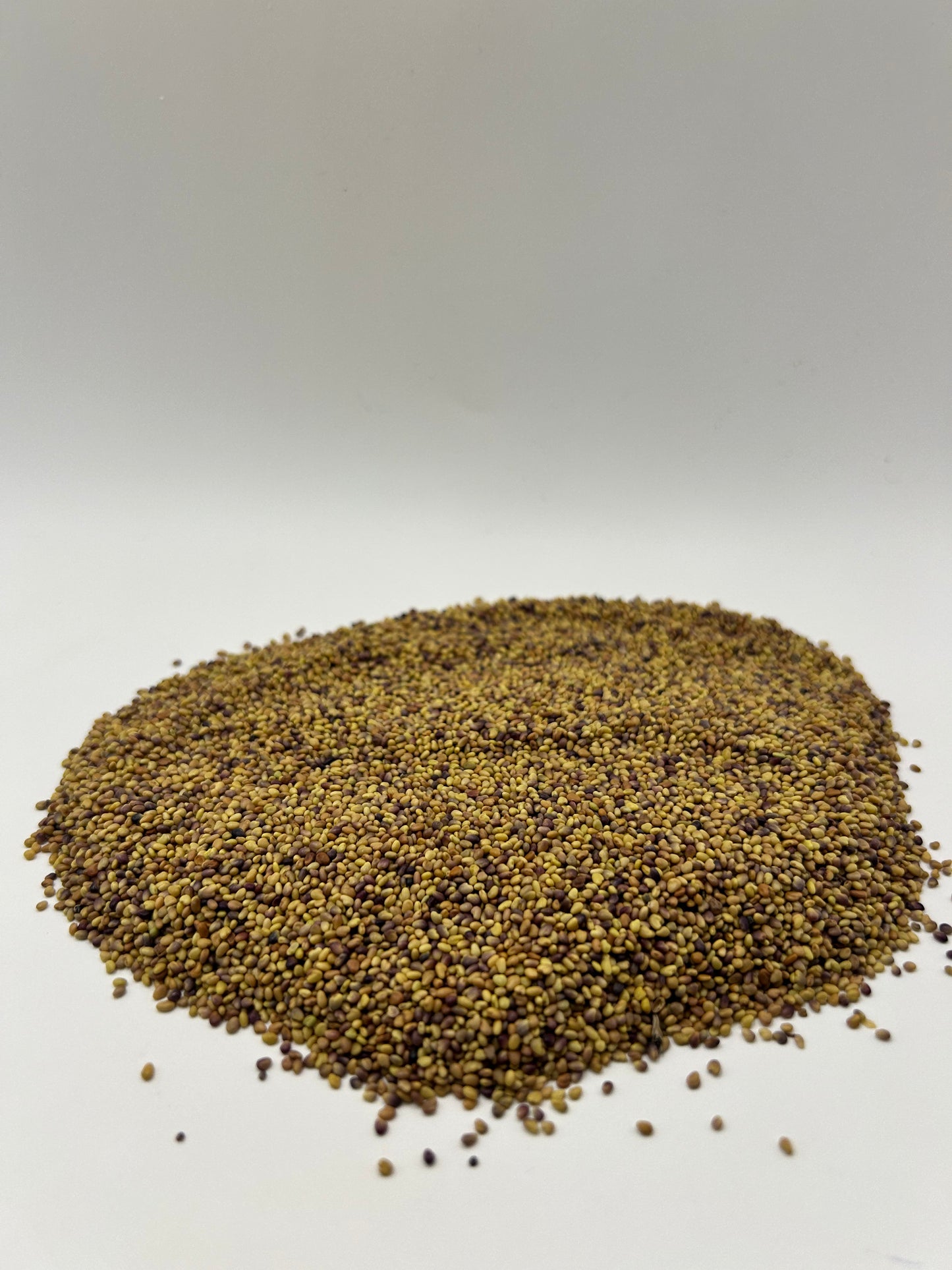 Canadian Mammoth Red Clover