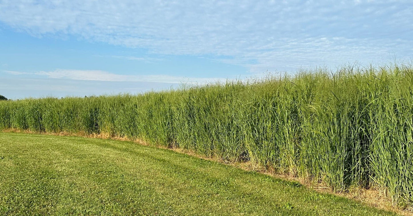 Switchgrass, RC Big Rock