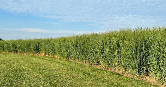 Switchgrass, RC Big Rock