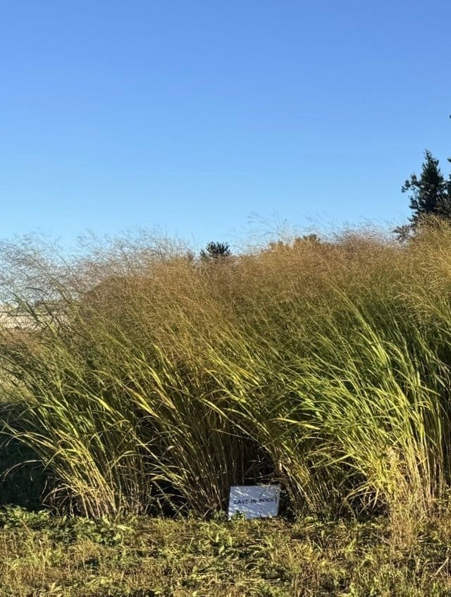 Switchgrass, Cave-In-Rock