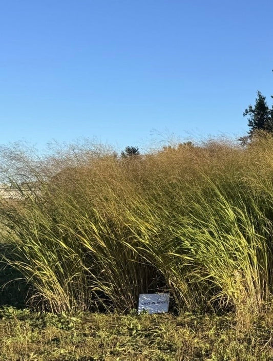 Switchgrass, Cave-In-Rock