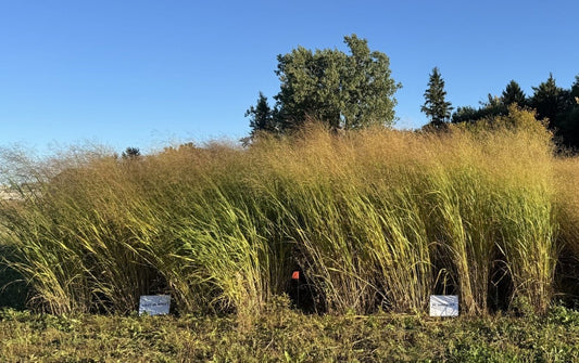Switchgrass, "RC Sundance"